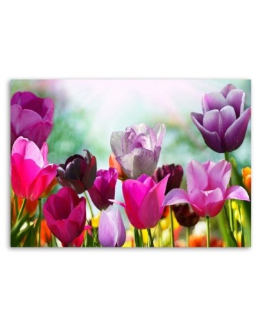 Leinwanddruck - Bunte Tulpen auf einer Wiese | Feeby