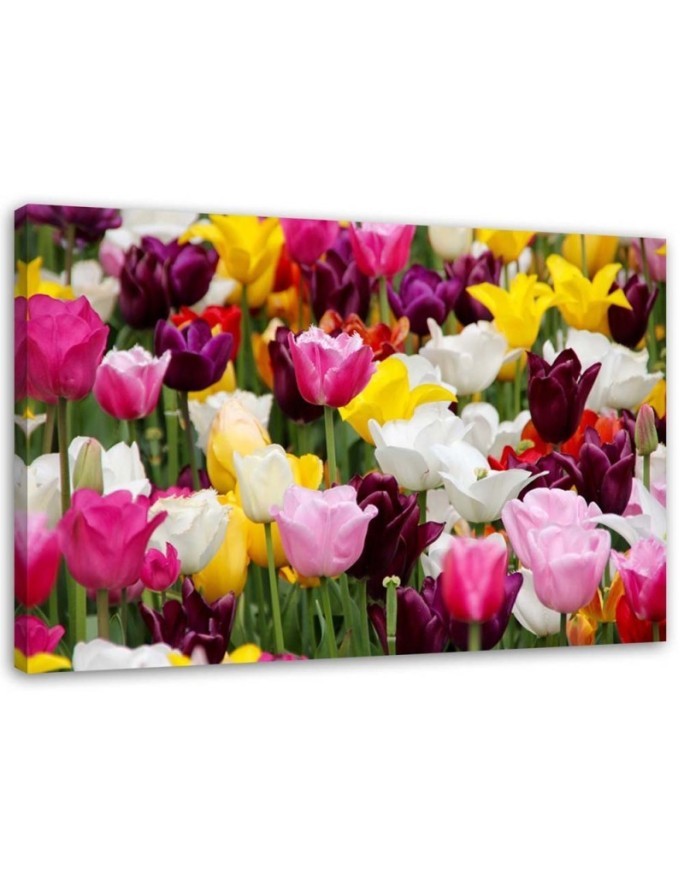 Leinwandbild - Wiese voller Tulpen | Feeby