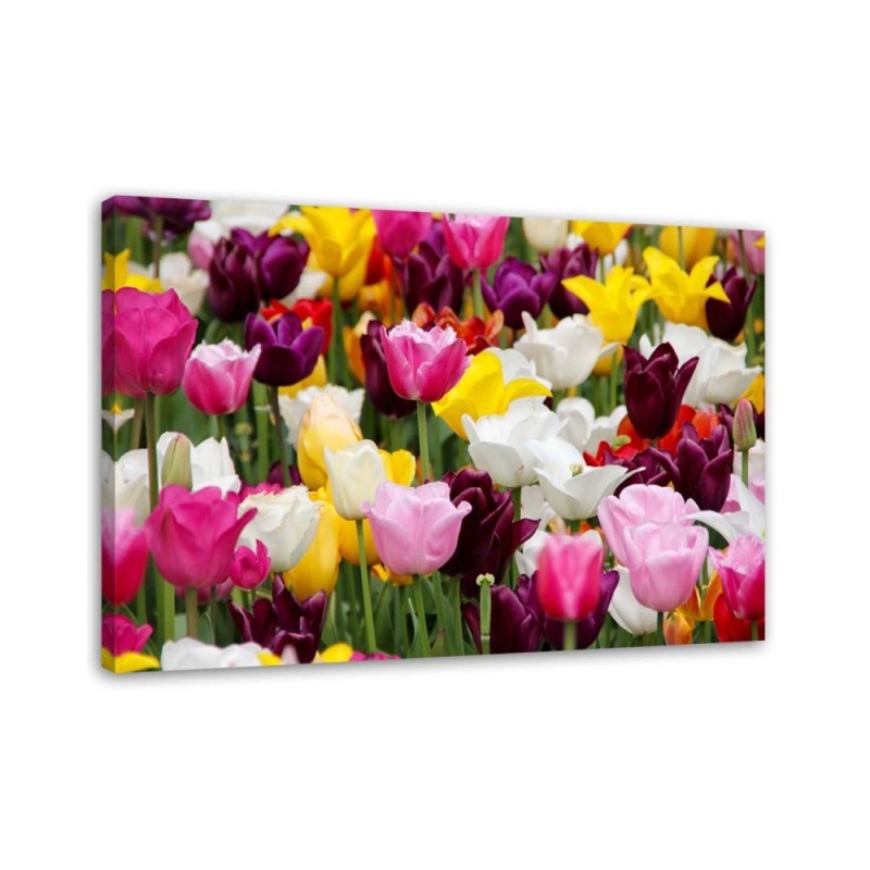 Leinwandbild - Wiese voller Tulpen | Feeby