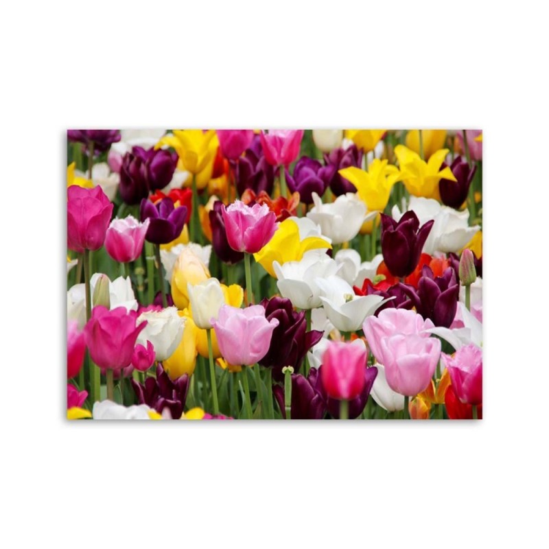 Leinwandbild - Wiese voller Tulpen | Feeby