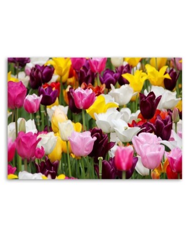 Leinwandbild - Wiese voller Tulpen | Feeby