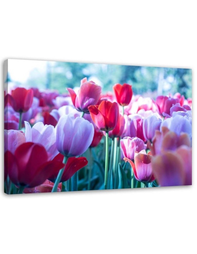 Modernes Wandbild - Tulpenwiese | Feeby