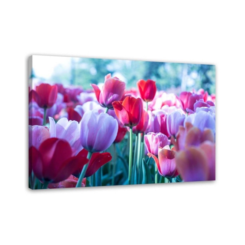 Modernes Wandbild - Tulpenwiese | Feeby