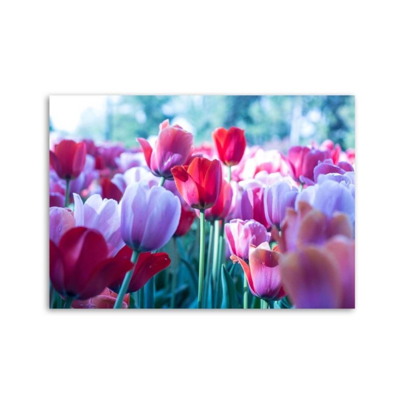Modernes Wandbild - Tulpenwiese | Feeby