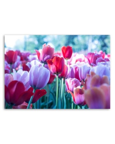 Modernes Wandbild - Tulpenwiese | Feeby