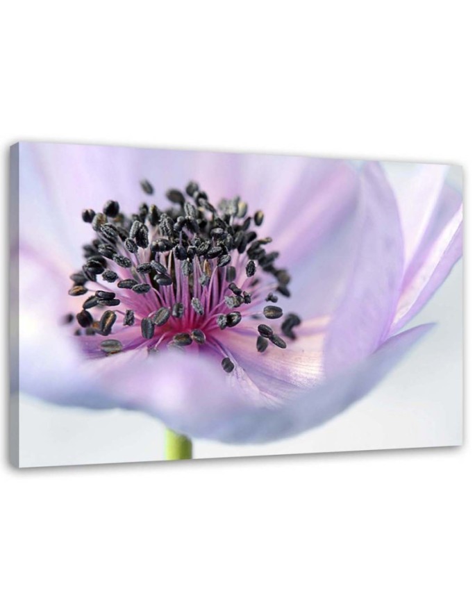 Leinwandbild - Violette Anemone | Feeby