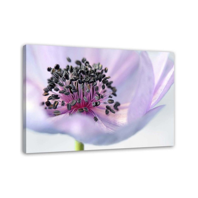 Leinwandbild - Violette Anemone | Feeby
