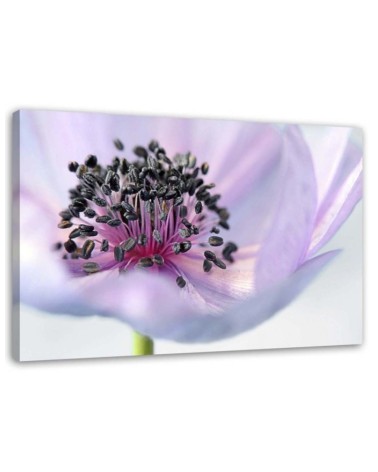 Modern canvas painting - Purple anemone | FEEBY