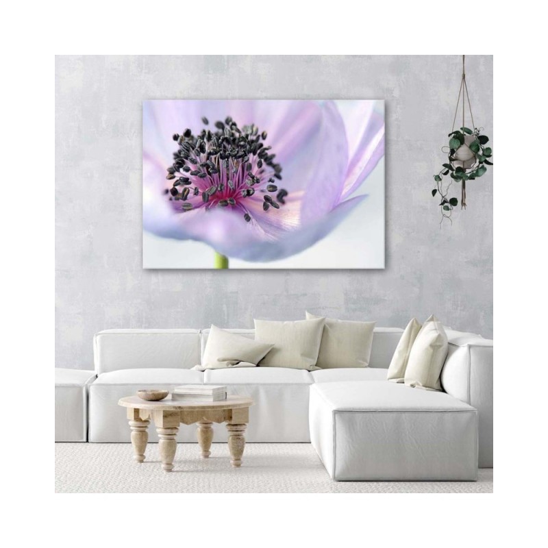 Leinwandbild - Violette Anemone | Feeby
