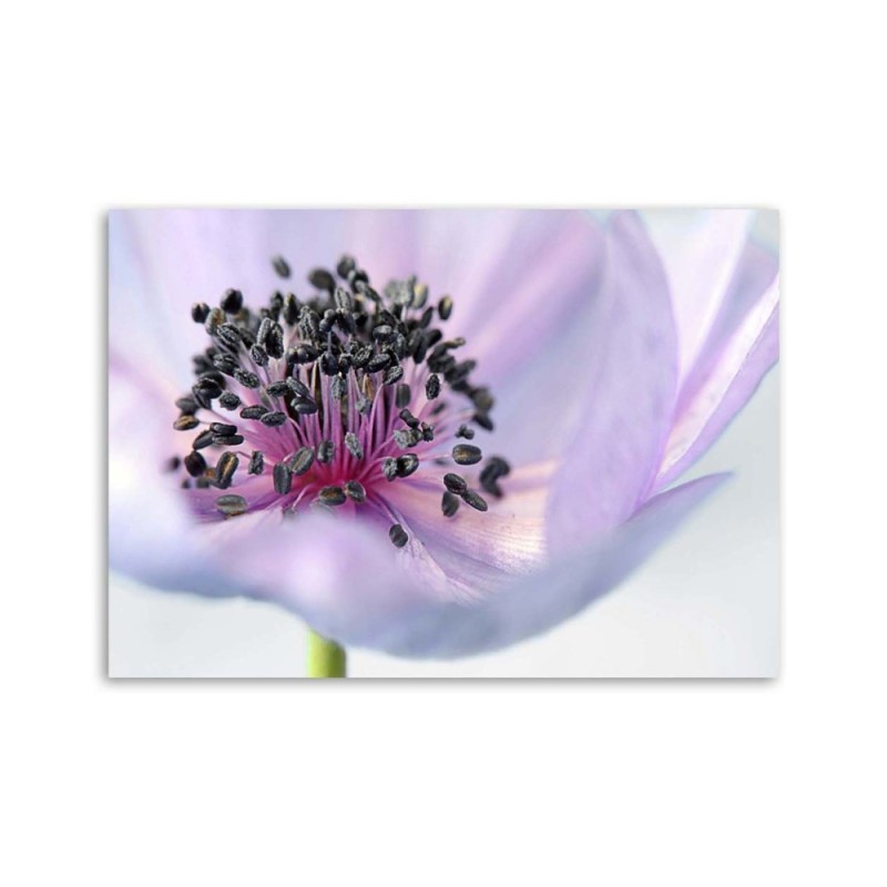 Leinwandbild - Violette Anemone | Feeby