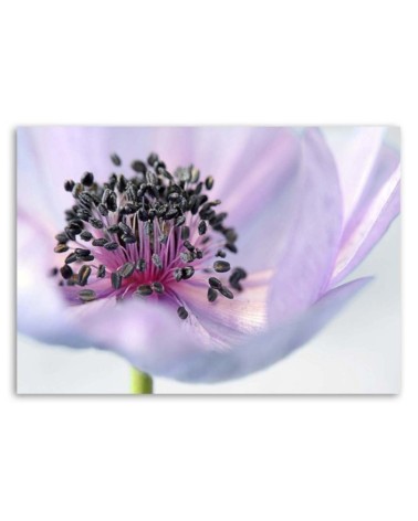 Leinwandbild - Violette Anemone | Feeby