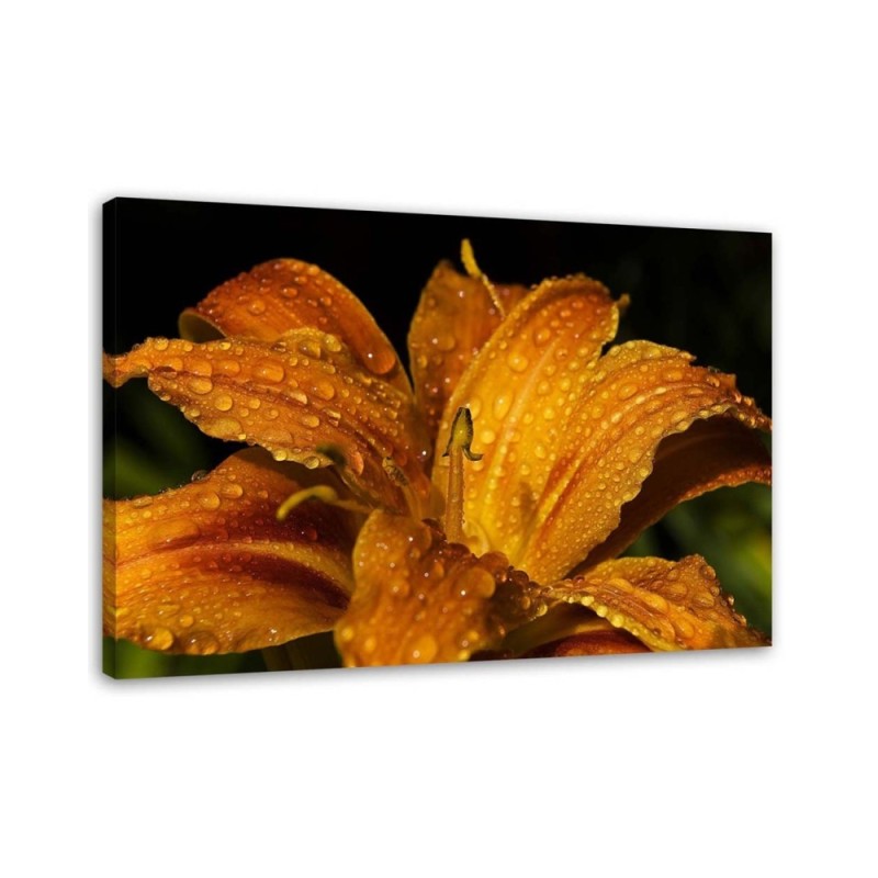 Leinwandbild - Goldlilie | Feeby