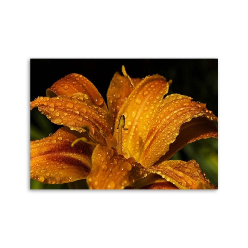 Leinwandbild - Goldlilie | Feeby