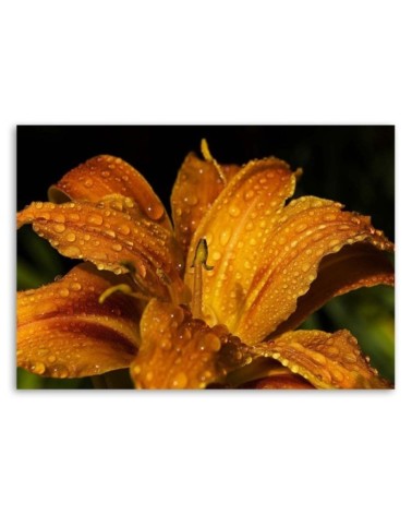 Leinwandbild - Goldlilie | Feeby