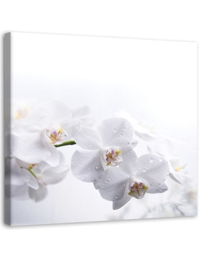 Nowoczesny wydruk na płótnie - Białe orchidee na białym tle | FEEBY