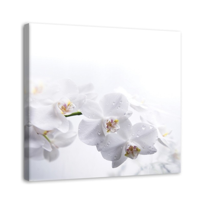 Modernes Wandbild - Weiße Orchideen auf weißem Hintergrund | Feeby