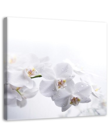 Modernes Wandbild - Weiße Orchideen auf weißem Hintergrund | Feeby