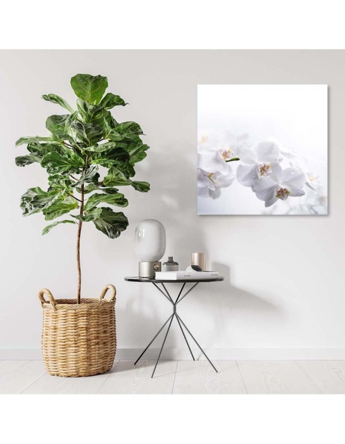 Nowoczesny wydruk na płótnie - Białe orchidee na białym tle | FEEBY