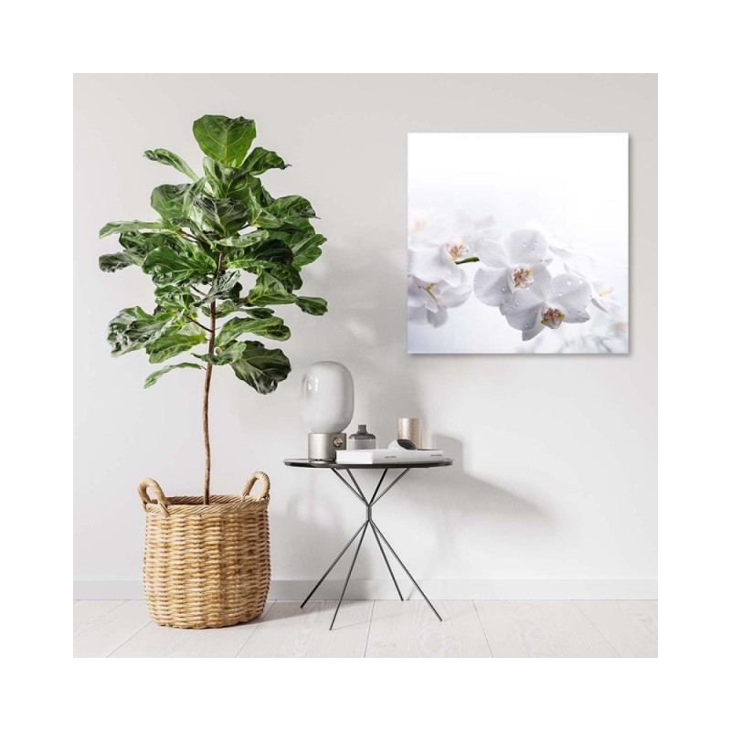 Modernes Wandbild - Weiße Orchideen auf weißem Hintergrund | Feeby