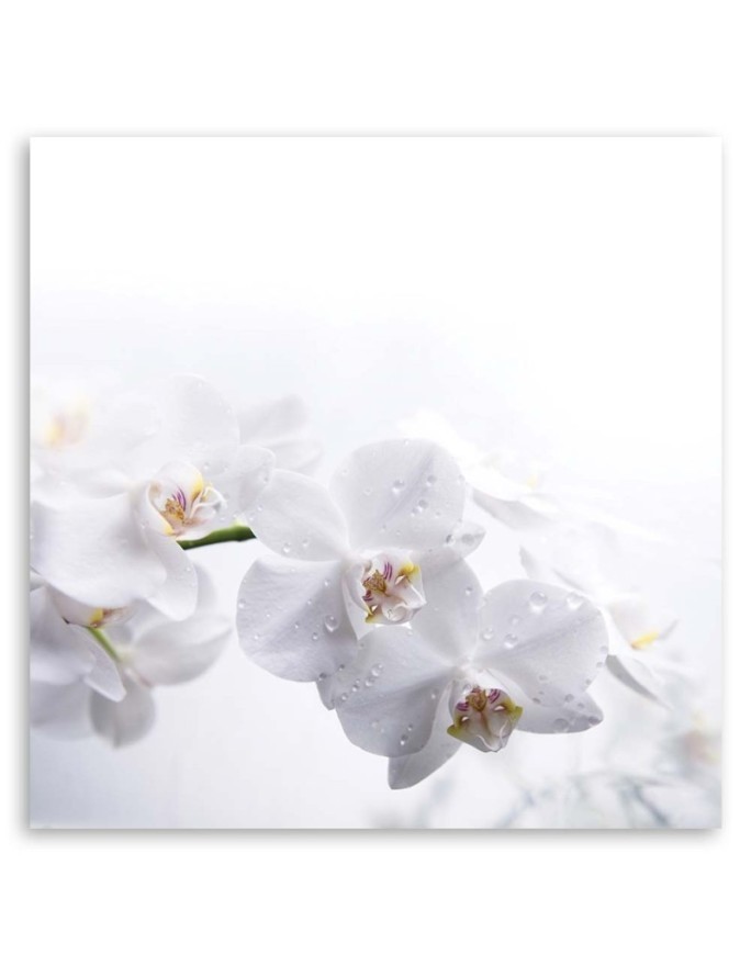 Nowoczesny wydruk na płótnie - Białe orchidee na białym tle | FEEBY