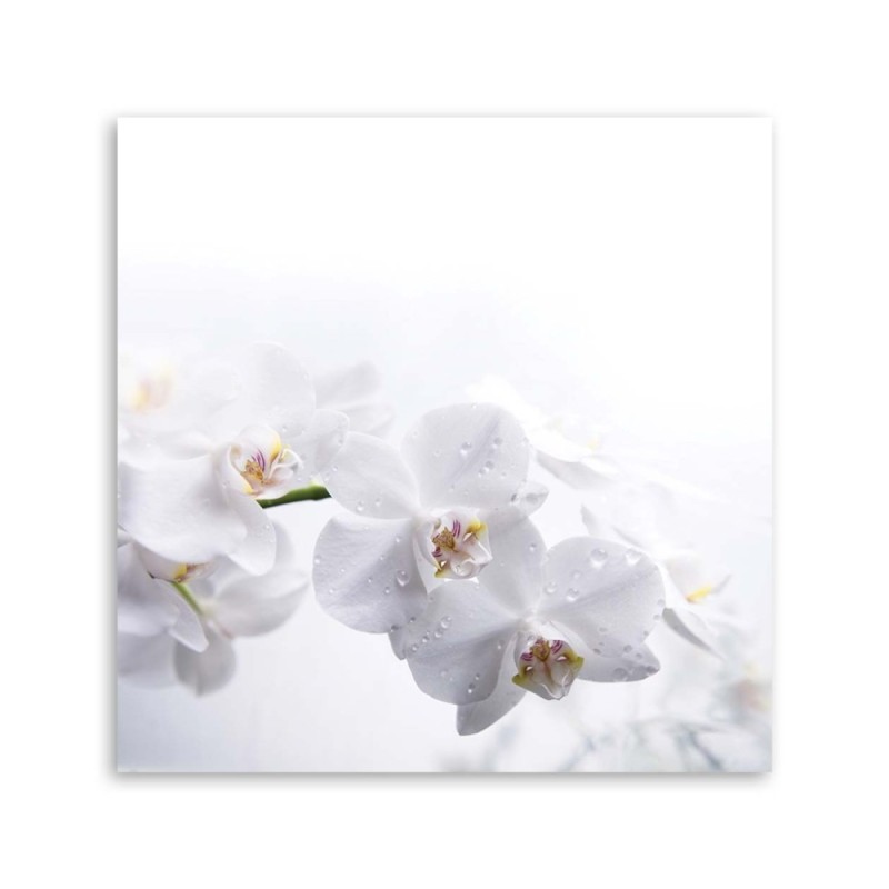 Modernes Wandbild - Weiße Orchideen auf weißem Hintergrund | Feeby