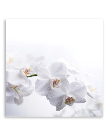 Modernes Wandbild - Weiße Orchideen auf weißem Hintergrund | Feeby