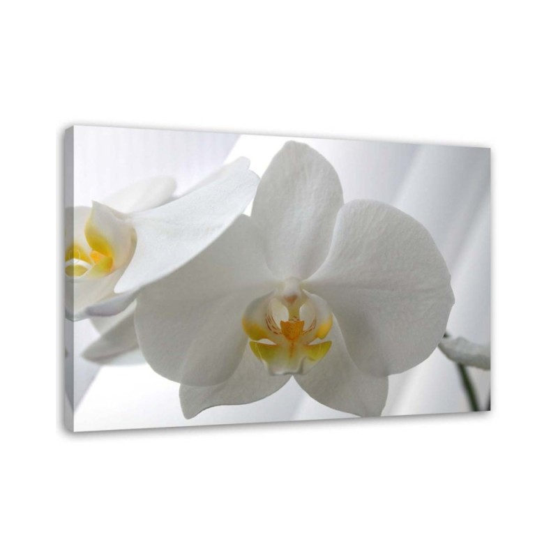 Leinwandbild - Weiße Orchideen mit gelber Mitte | Feeby