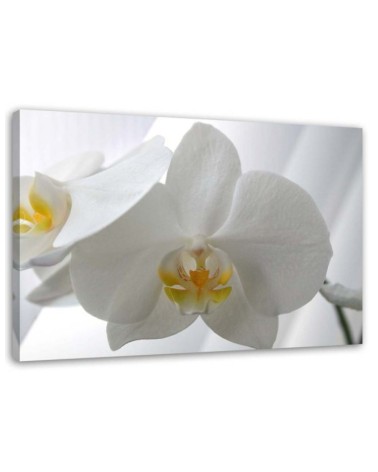 Leinwandbild - Weiße Orchideen mit gelber Mitte | Feeby