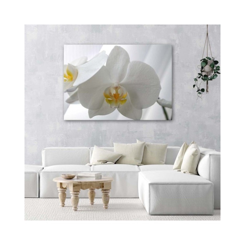 Leinwandbild - Weiße Orchideen mit gelber Mitte | Feeby