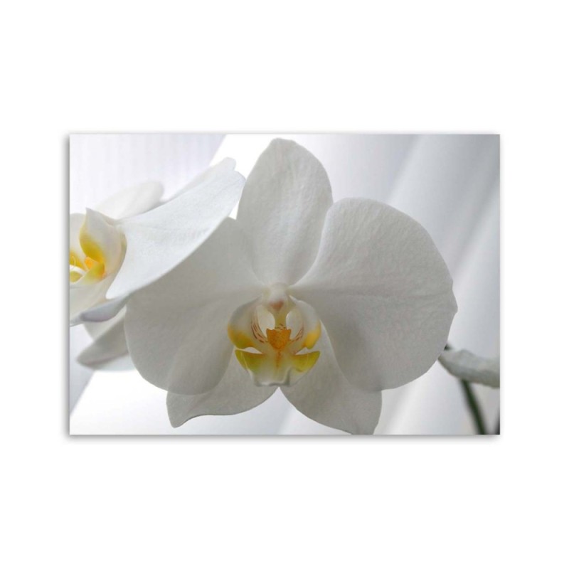 Leinwandbild - Weiße Orchideen mit gelber Mitte | Feeby