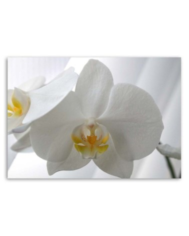 Leinwandbild - Weiße Orchideen mit gelber Mitte | Feeby