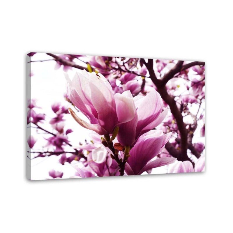 Kwitnąca magnolia - Nowoczesny obraz do salonu | FEEBY