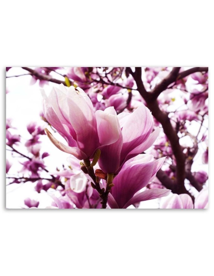 Kwitnąca magnolia - Nowoczesny obraz do salonu | FEEBY
