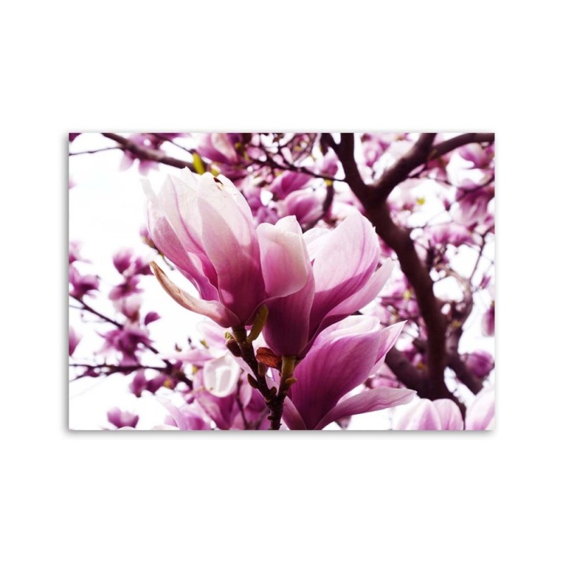 Leinwandbild - Blühende Magnolie | Feeby
