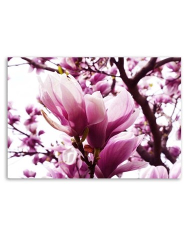Leinwandbild - Blühende Magnolie | Feeby
