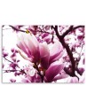 Kwitnąca magnolia - Nowoczesny obraz do salonu | FEEBY