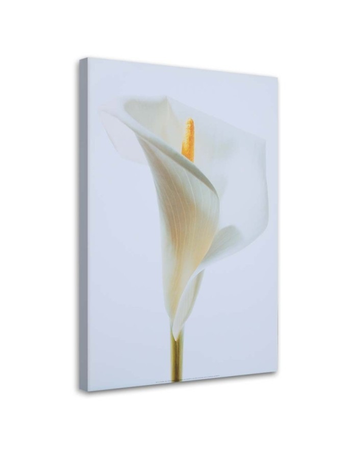 White calla - Painting canvas for the living room | FEEBY