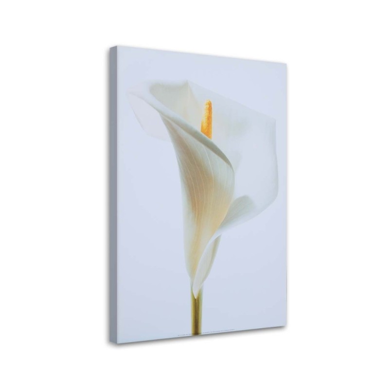 Leinwandbild - Weiße Calla | Feeby