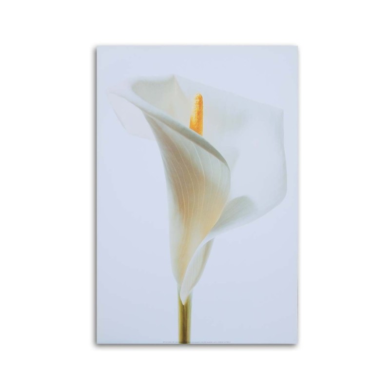 Leinwandbild - Weiße Calla | Feeby