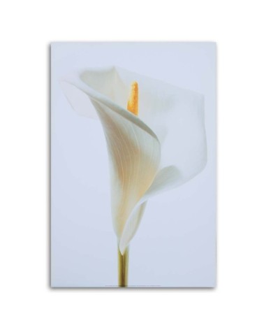 Leinwandbild - Weiße Calla | Feeby