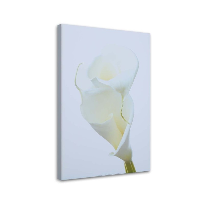 Bild auf Leinwand - Weiße Calla | Feeby