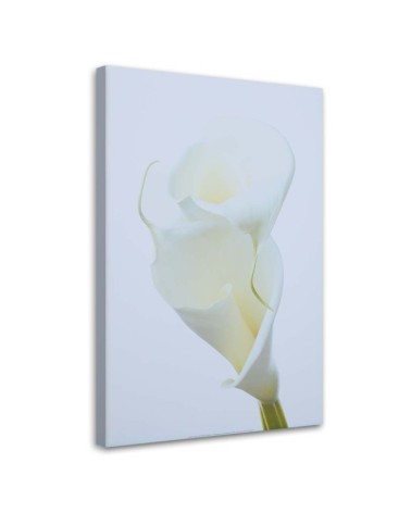 White calla - Pictures on Canvas for the living room | FEEBY