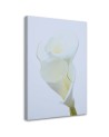 White calla - Pictures on Canvas for the living room | FEEBY