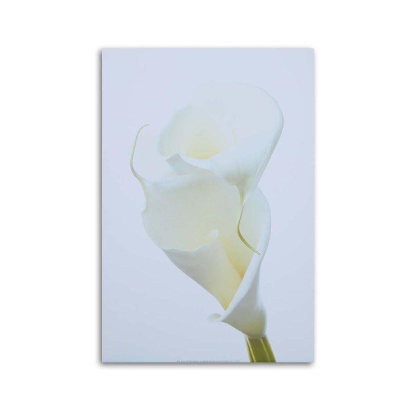 Bild auf Leinwand - Weiße Calla | Feeby