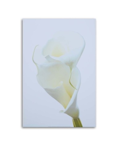 Bild auf Leinwand - Weiße Calla | Feeby