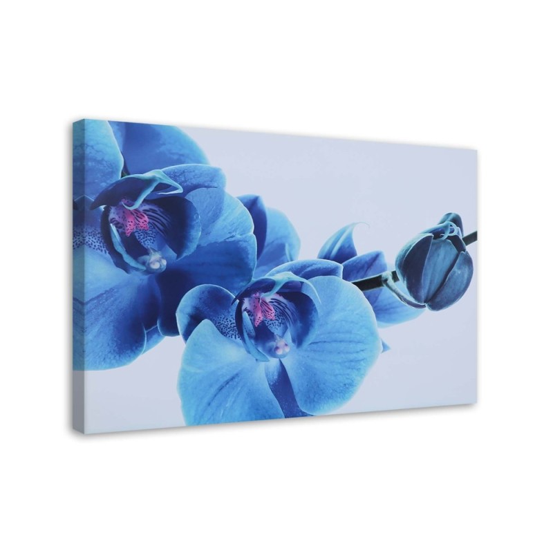 Leinwandbild - Blaue Orchidee - Zweig mit Blüten | Feeby