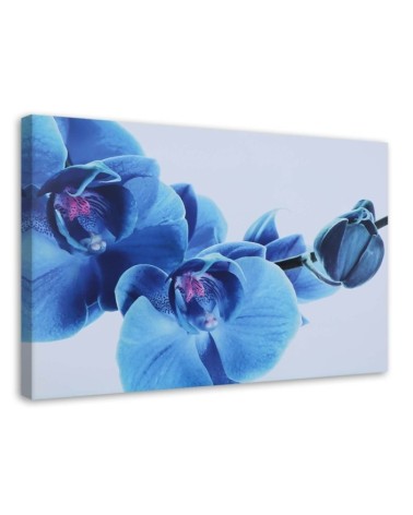 Leinwandbild - Blaue Orchidee - Zweig mit Blüten | Feeby