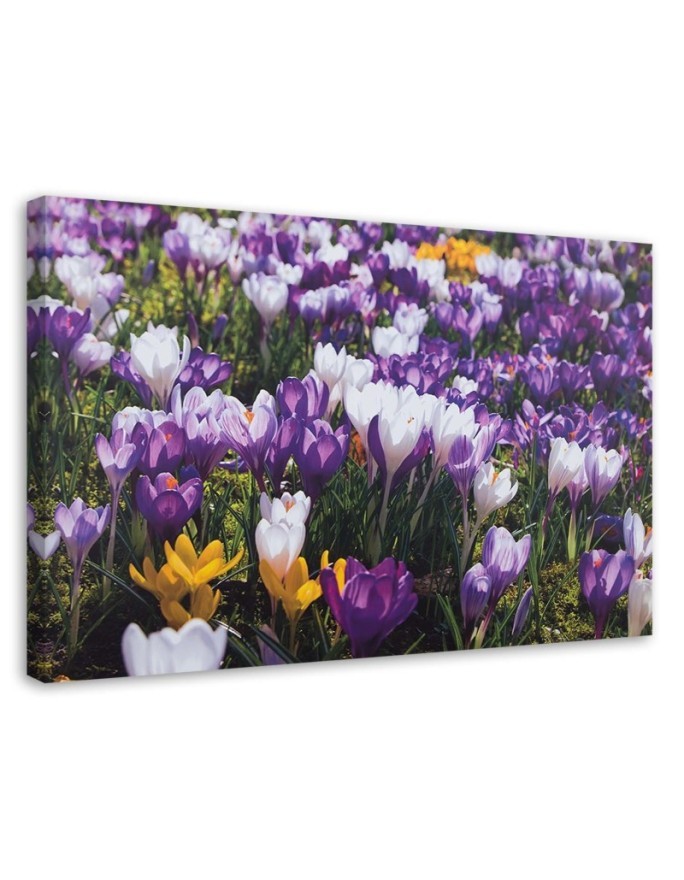 Leinwandbild - Frühlingskrokusse auf einer Wiese | Feeby
