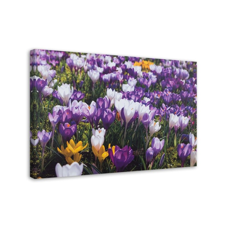 Leinwandbild - Frühlingskrokusse auf einer Wiese | Feeby