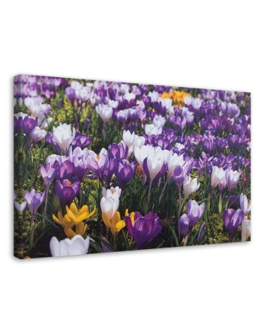 Leinwandbild - Frühlingskrokusse auf einer Wiese | Feeby
